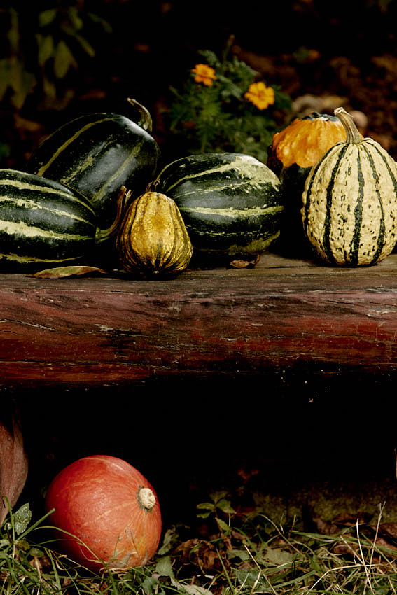 IMG_3087HDR.jpg - Jesenná téma i.