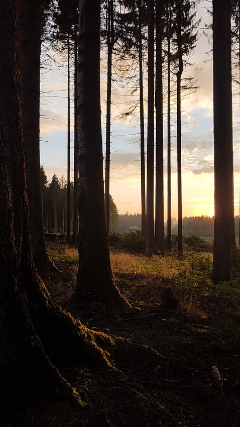 20200711_204242.jpg - CZ CA vi.