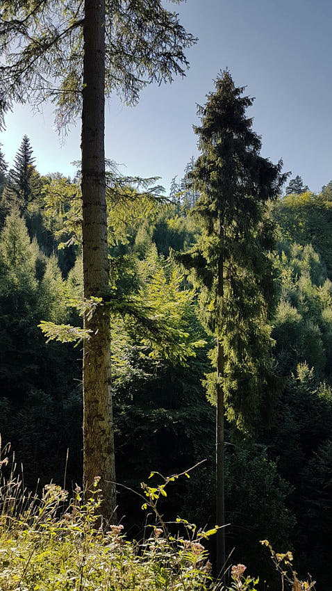 20200909_160826.jpg - Protisvetlo