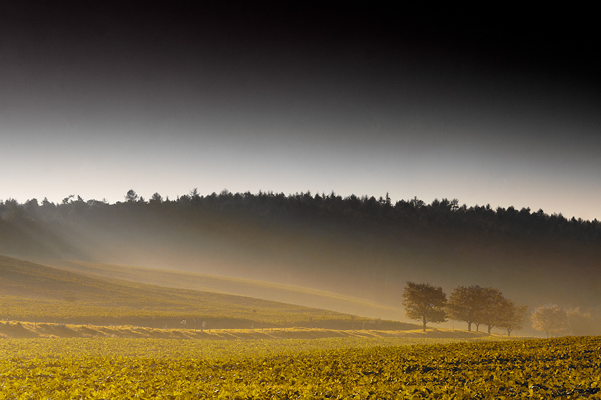 IMG_2080.jpg - Ráno pod Ždánickým lesom