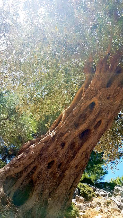 20190921_141414.jpg - Olivy "forever"