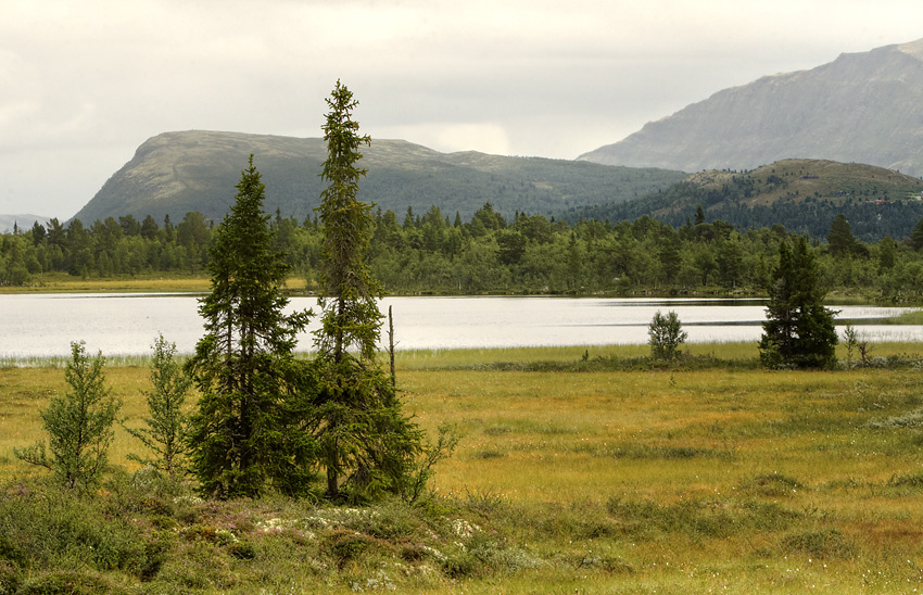 IMG_4985_4986.jpg - Bažiny pri Furu  - tá menšia plocha z jazera