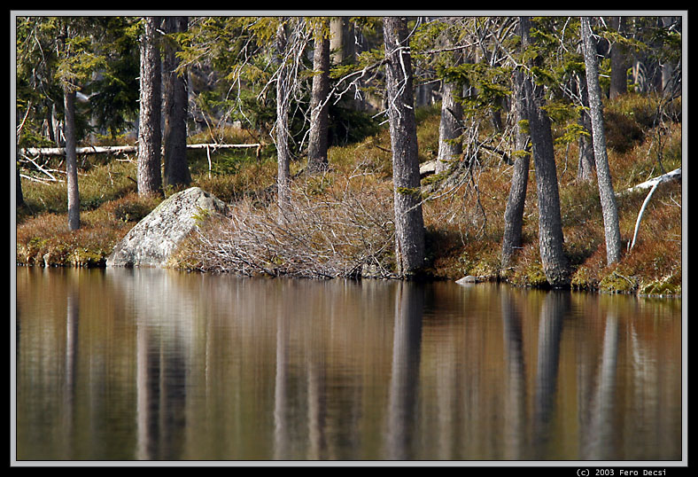 IMG_2556XL.jpg - ...