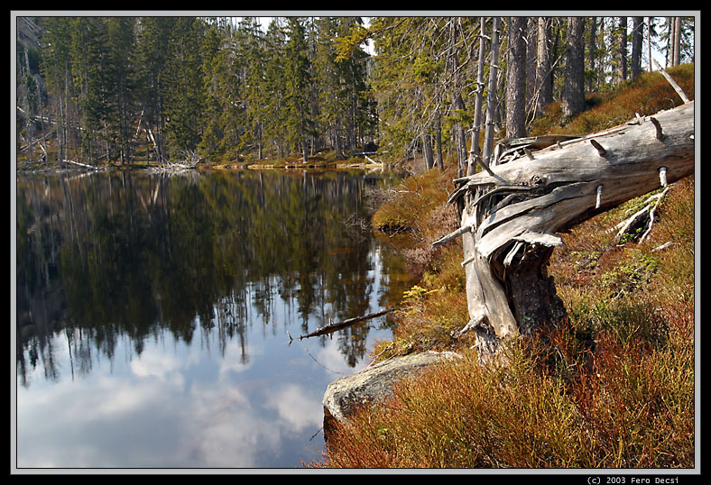 IMG_2561XL.jpg - ...