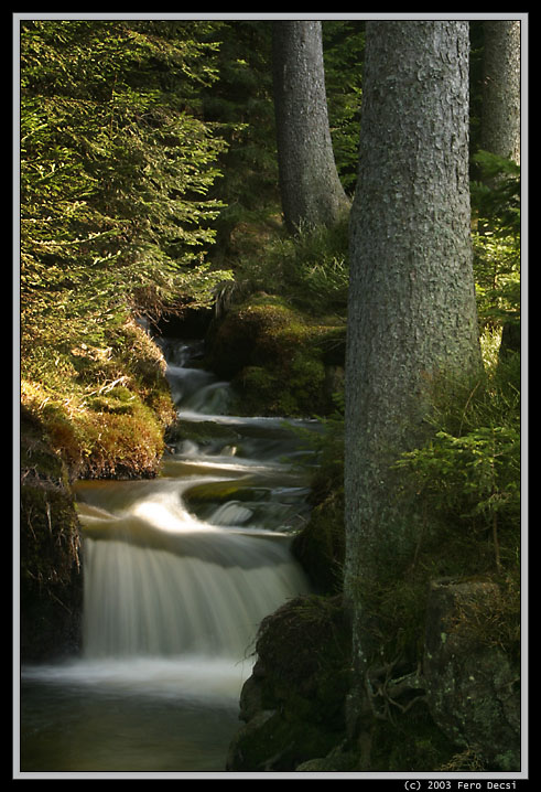 IMG_2577XL.jpg - ...