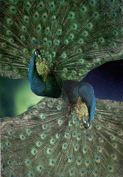 U37.PychaAPad.jpg - Pýcha a pád